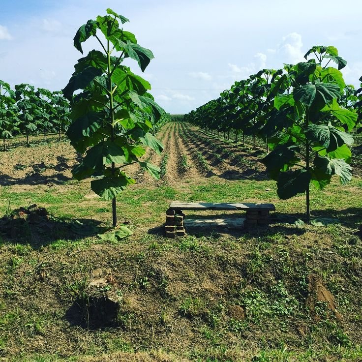 Agroforestería, la integración de árboles y agricultura