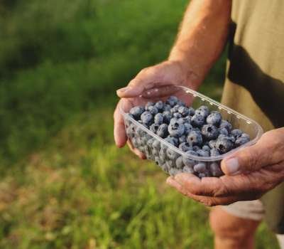 Senior man hands holding box with fresh cultivated blueberry. Healthy eating and Alzheimer or dementia healing concept. Farmer cultivating and harvesting blueberry. Agriculture industry business